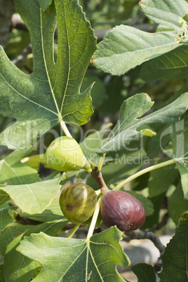 fig on tree between the leaves