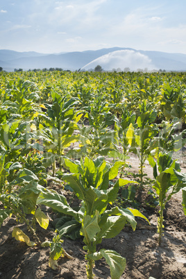 tobacco plantation and irrigation
