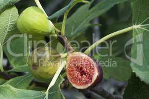 fig on tree between the leaves