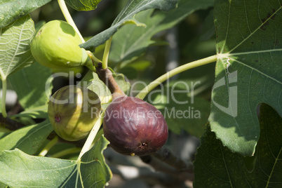 fig on tree between the leaves