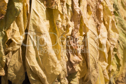 dried tobacco leaves