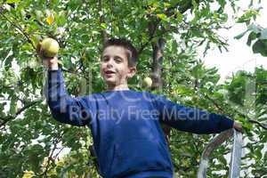 child pick off apple