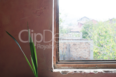 window and plant interior