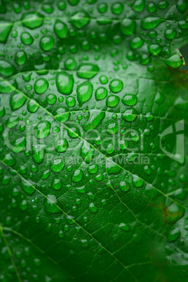 green leaf and dew