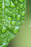 green leaf and dew