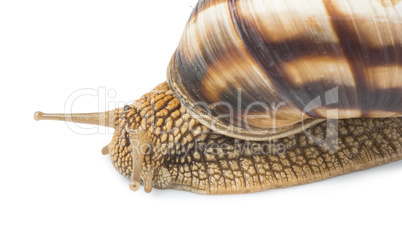 white isolated snail