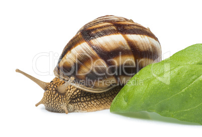 white isolated snail
