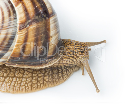 white isolated snail