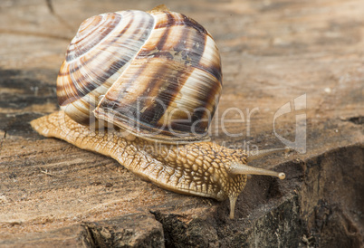 snail on tree bark