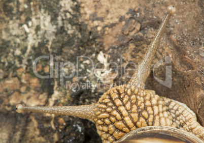 snail on tree bark