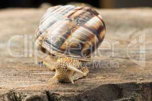 snail on tree bark