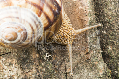 snail on tree bark