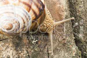 snail on tree bark