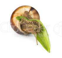 snail and green leaf