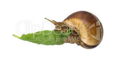snail and green leaf