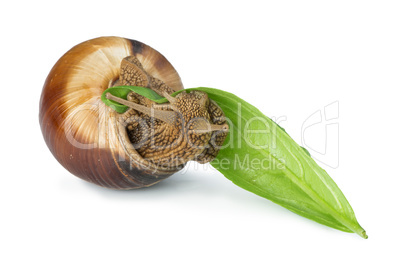 snail and green leaf