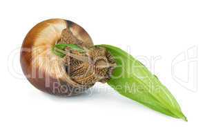 snail and green leaf