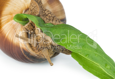 snail and green leaf