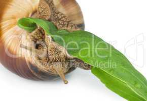 snail and green leaf