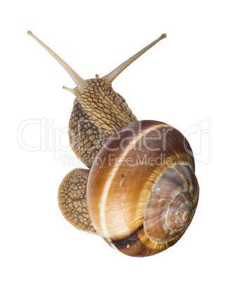 white isolated snail