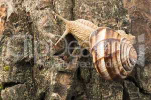 snail on tree bark