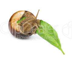 snail and green leaf