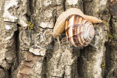 snail on tree bark