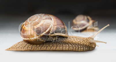 snail