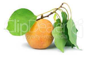 apricots and leaf white isolated