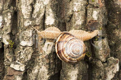 snail on tree bark