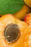close up apricots.