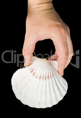 scallop shell