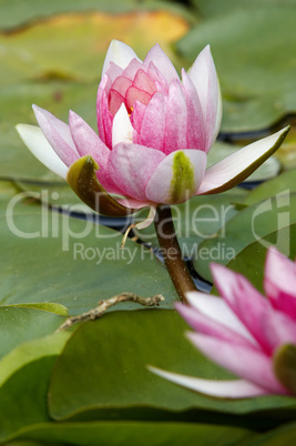 waterlily