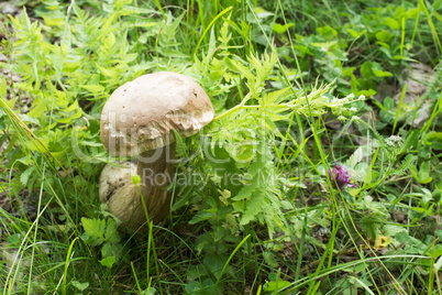 boletus mushroom in the forest