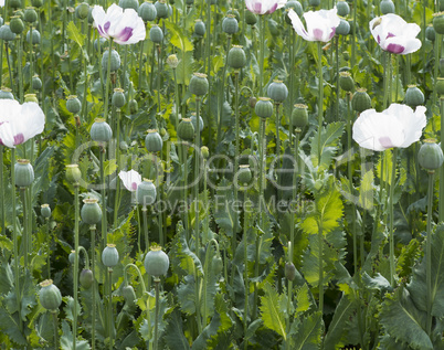 poppy field