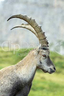wild alpine ibex - steinbock portrait