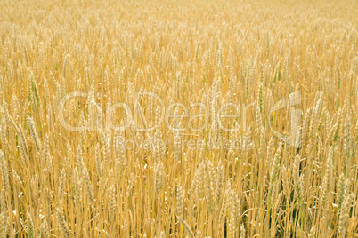 cereal crops