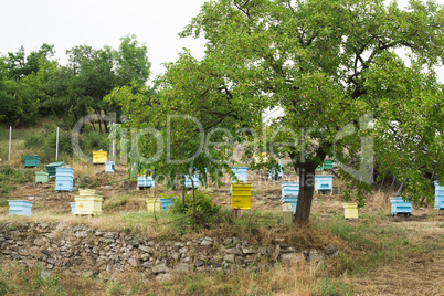 meadow with bee hives