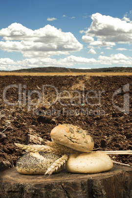bread and wheat ears. plowed land