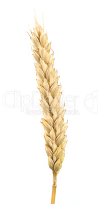 close up wheat cereal crops