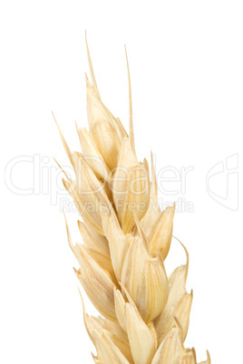 close up wheat cereal crops