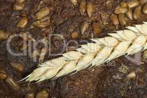 close up bread and wheat cereal crops