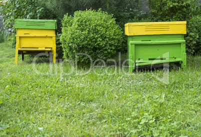 yellow beehives