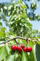 twig with red cherries