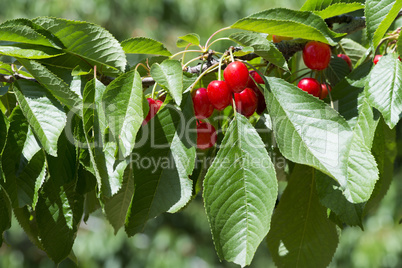 twig with red cherries