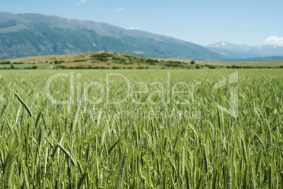 green wheat field