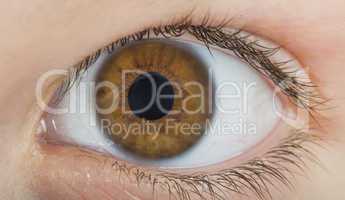 human eye brown color