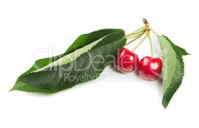 two cherries and branch with leaves