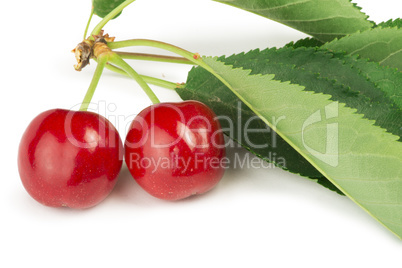 two cherries and branch with leaves