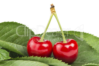 two cherries and branch with leaves